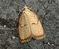 Acleris forsskaleana