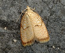 Acleris forsskaleana Buchstein01.jpg