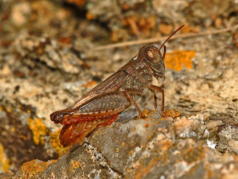 Acrididae - Calliptamus italicus.JPG
