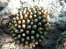 Acropora monticulosa Maledivy.JPG