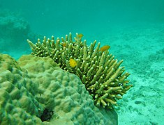 A. samoensis en isla Mer, Estrecho de Torres, Australia.