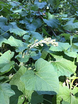 <i>Adenocaulon himalaicum</i> Species of flowering plant