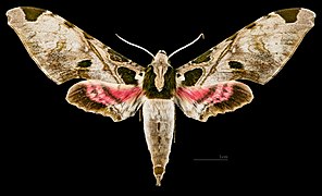 Adhemarius palmeri MHNT CUT 2010 0 423 Paineiras Corcovado, Rio, Bresil, male dorsal.jpg