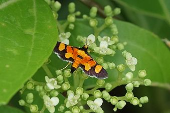 Aethaloessa calidalis (Grass moths