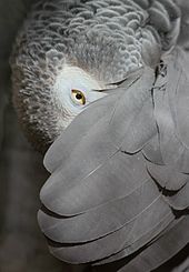 African Grey Parrot, peeking out from under its wing - edit.jpg