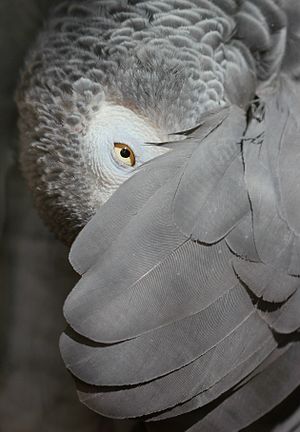 Parrot peeking from under wing