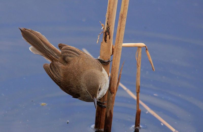 File:African Reed-warbler, Acrocephalus baeticatus at Rondebult Nature Reserve, Gauteng, South Africa - August (7839803724).jpg