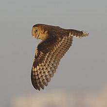 African grass owl, Tyto capensis, Gauteng, South Africa (48413144061).jpg