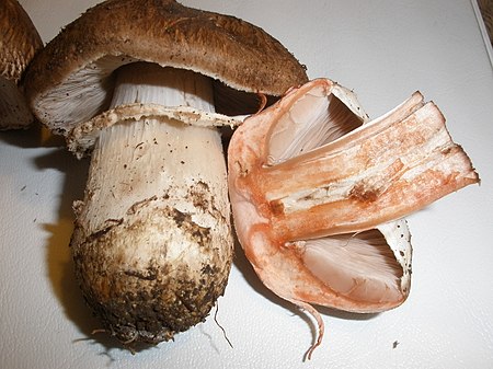 Agaricus pattersoniae 133001.jpg