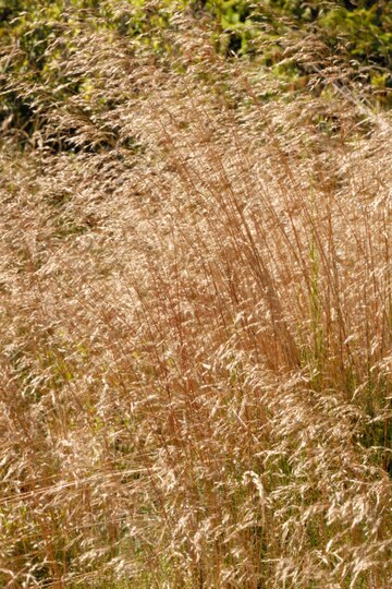 Agrostis canina