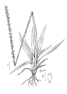 <i>Aletris aurea</i> Species of flowering plant