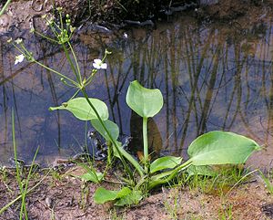 Το είδος Alisma plantago-aquatica