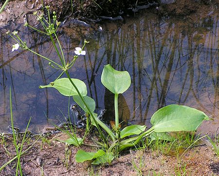 Alisma plantago-aquatica20090812 259.jpg