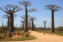 Avenue of Baobabs nabij Morondava