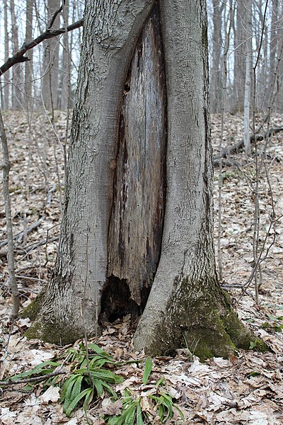 File:Allan Park Conservation Area (46786947885).jpg