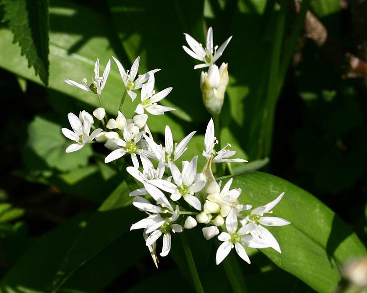 File:Allium ursinum ENBLA07.jpg