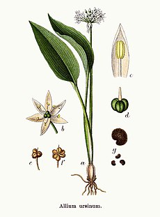 Allium Ursinum: Istoric, Descriere, Compoziție chimică