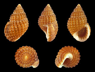 <i>Alvania cimex</i> Species of gastropod