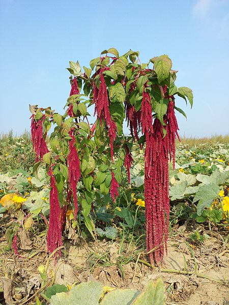 File:Amaranthus caudatus sl2.jpg