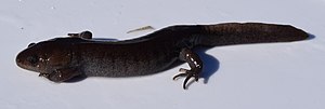 Miniatura para Ambystoma talpoideum