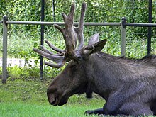Male moose located in the Canadian Domain of the Toronto Zoo American Moose Alces alces2.JPG