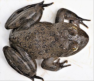 <i>Amietia vertebralis</i> Species of amphibian