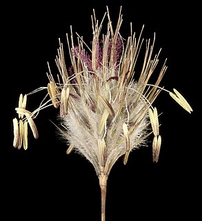 <i>Amphipogon</i> Genus of grasses