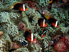 Grupo de A. melanopus sobre Entacmaea quadricolor en Timor Este