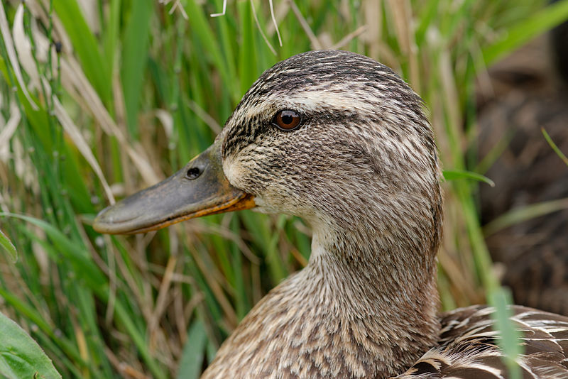 File:Anas platyrhynchos female JdP 2013-05-28 n01.jpg