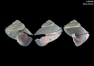 <i>Anatoma rhynchodentata</i> species of mollusc