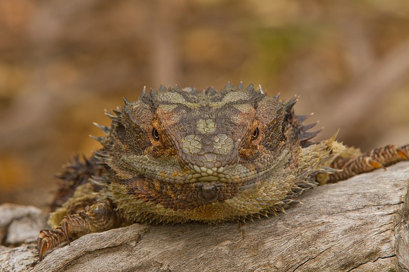 File:AndrewMercerIMG 3053 Eastern Bearded Dragon.jpg