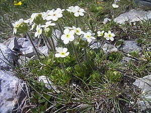 Eyelash man's shield (Androsace chamaejasme)