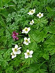 Anemone narcissiflora 05.jpg