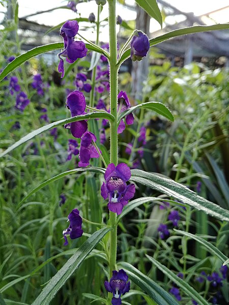 File:Angelonia salicariifolia (181229-1714).jpg