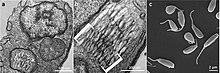 Ultrastructure and morphology of Angomonas deanei. (a) Transmission electron microscopy of the main cell body showing nucleus (nu) with heterochromatins (ht), kinetoplast (k) and bacterial symbiont (s). (b) Magnified view of the kinetoplast region showing a group of kDNA fibres. (c) Scanning electron microscopy of the protozoans; the projection from each individual is a flagellum. Angomonas deanei.jpg