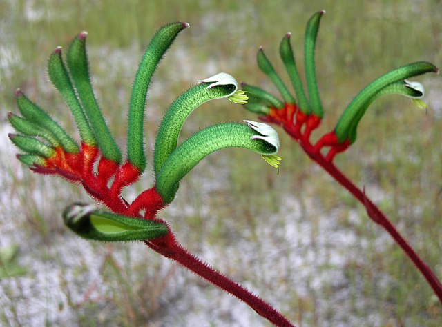 The Kangaroo paw is the state's floral emblem