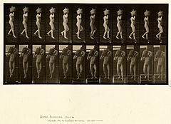 Animal locomotion. Plate 136 (Boston Public Library).jpg