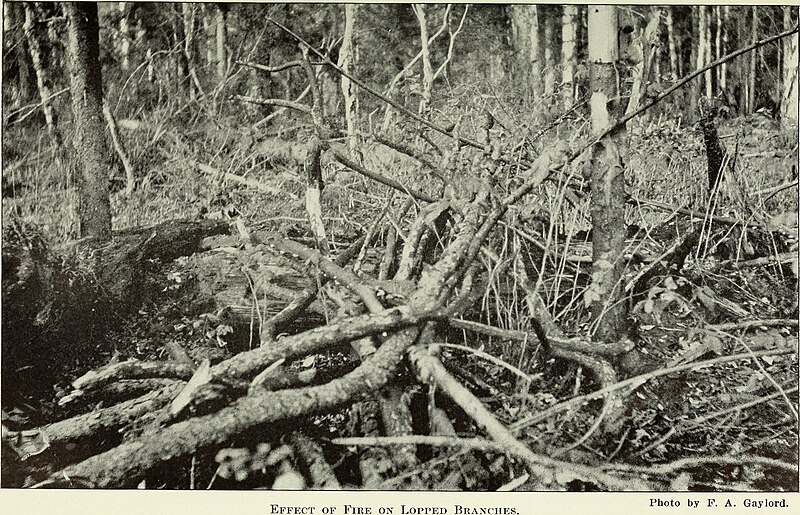 File:Annual report of the Conservation Commission (1912) (19175755508).jpg