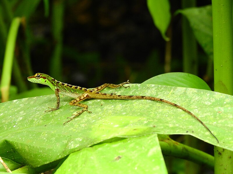 File:Anolis ventrimaculatus 96377461.jpg