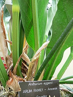 <i>Anthurium eggersii</i>