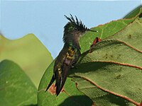 Hummingbird, Antillean Crested Orthorhyncus cristatus