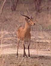 Kob at Cote d'Ivoire Antilope-boundiali.jpg