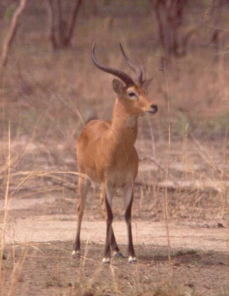 File:Antilope-boundiali.jpg