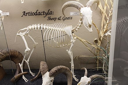 Skeleton of a Barbary sheep (Ammotragus lervia) on display at the Museum of Osteology