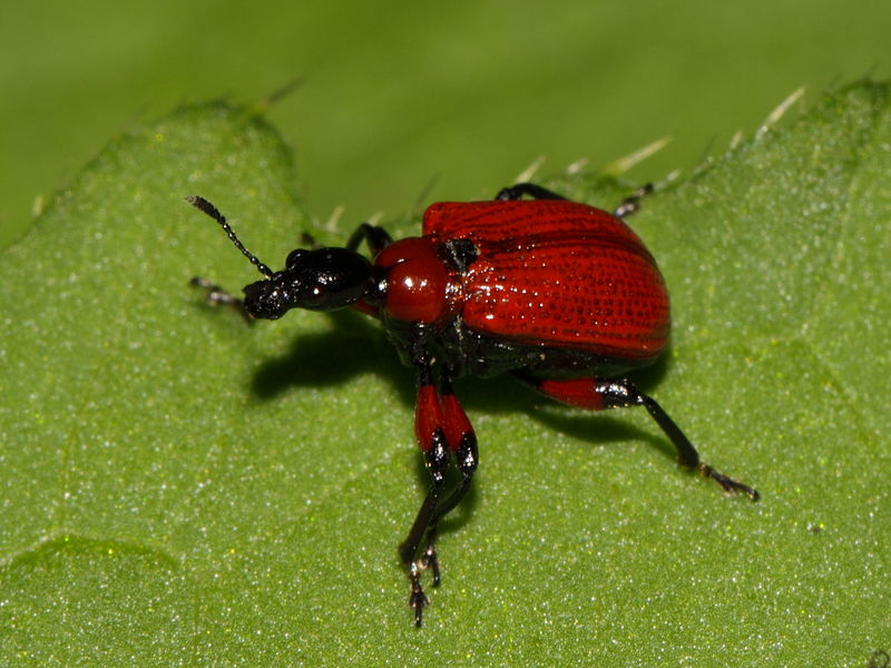 File:Apoderus coryli (Apoderinae) (7569318470).jpg