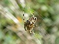 Araignée porte-croix (Araneus diadematus) (1).jpg