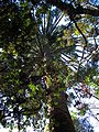 Araucaria angustifolia , Campos do Jordão. - panoramio.jpg