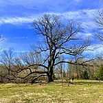 Arbutus Oak