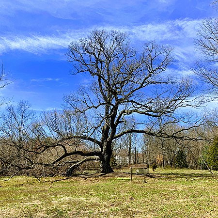 Arbutus Oak square view