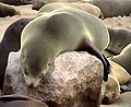 South African Fur Seal, Namibia